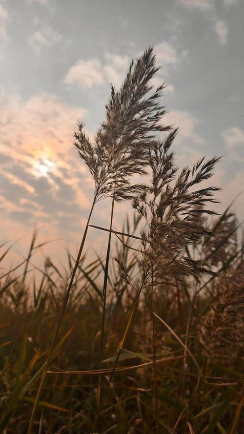 芦苇荡的时光,岁月静好的自然画卷