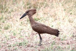 鹳鸟敢于,勇敢翱翔的空中使者